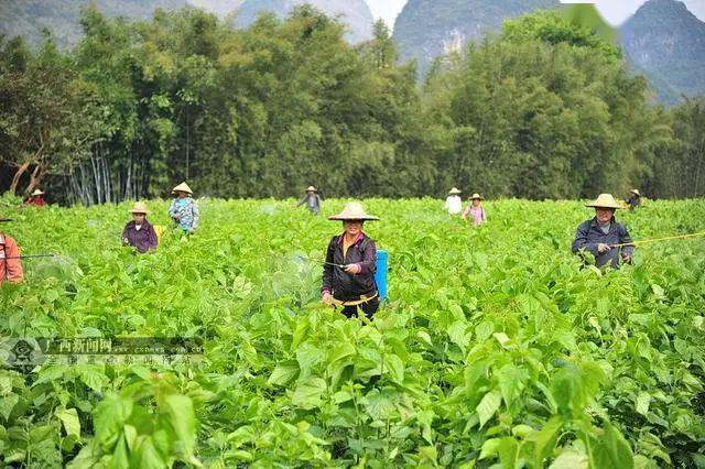 宜州区是中国蚕桑之乡,中国优质茧丝生产基地,生产的白厂丝主要供江浙